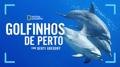 thumbnail - Dolphins Up Close with Bertie Gregory