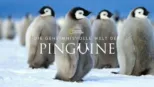 thumbnail - Die geheimnisvolle Welt der Pinguine