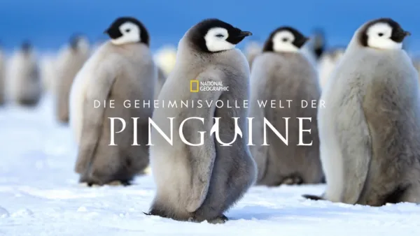 thumbnail - Die geheimnisvolle Welt der Pinguine