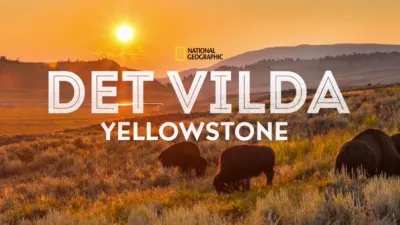 Det vilda Yellowstone