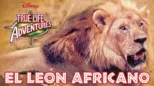 thumbnail - El león africano