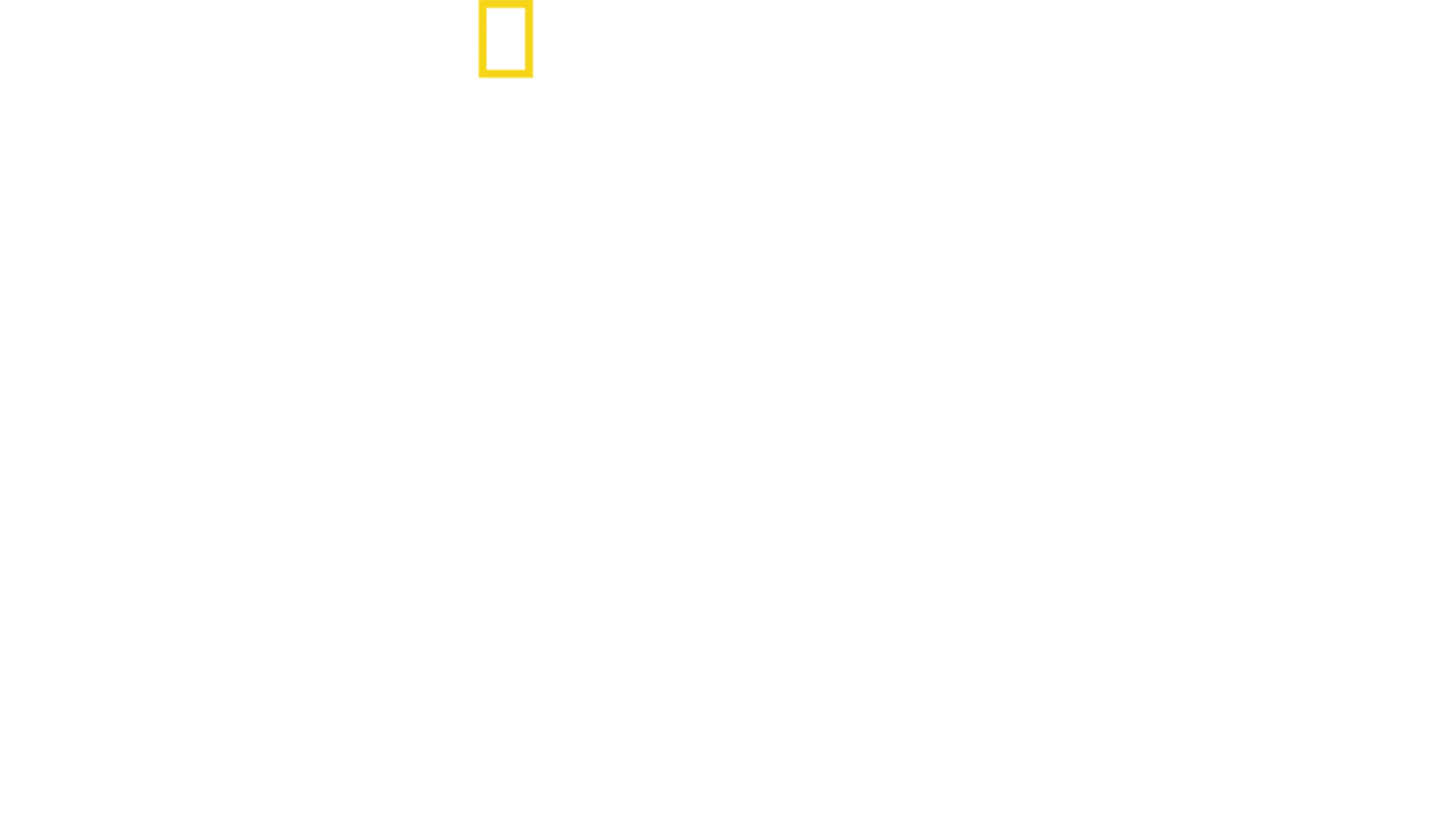 Requin vs Baleine