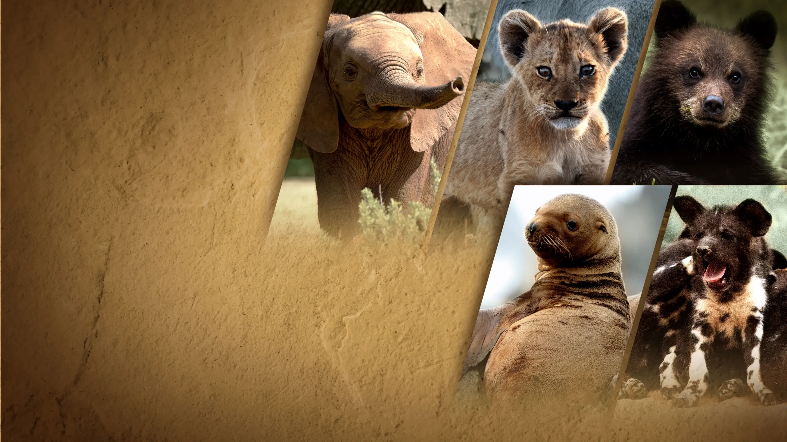 Állati gyerekmesék