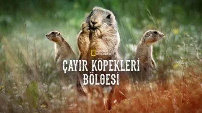 Çayır Köpekleri Bölgesi