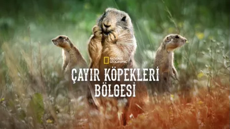 thumbnail - Çayır Köpekleri Bölgesi