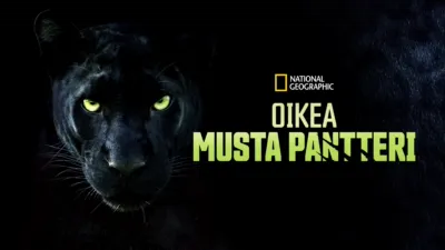 thumbnail - Oikea musta pantteri