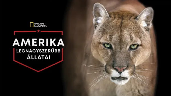 thumbnail - Amerika legnagyszerűbb állatai