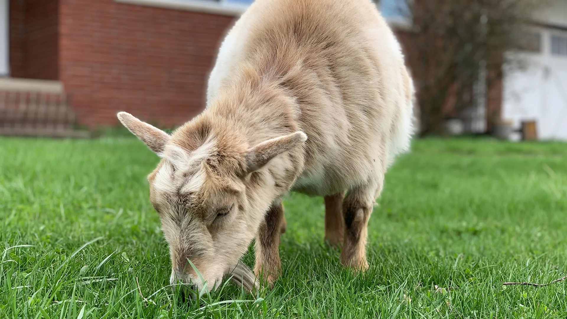 thumbnail - S1:E4 Ewe Gotta Be Kidding Me