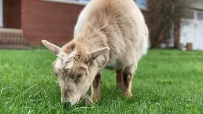 thumbnail - S1:E4 Ewe Gotta Be Kidding Me