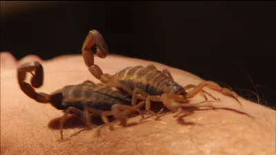 thumbnail - S2:E3 Beast Masters