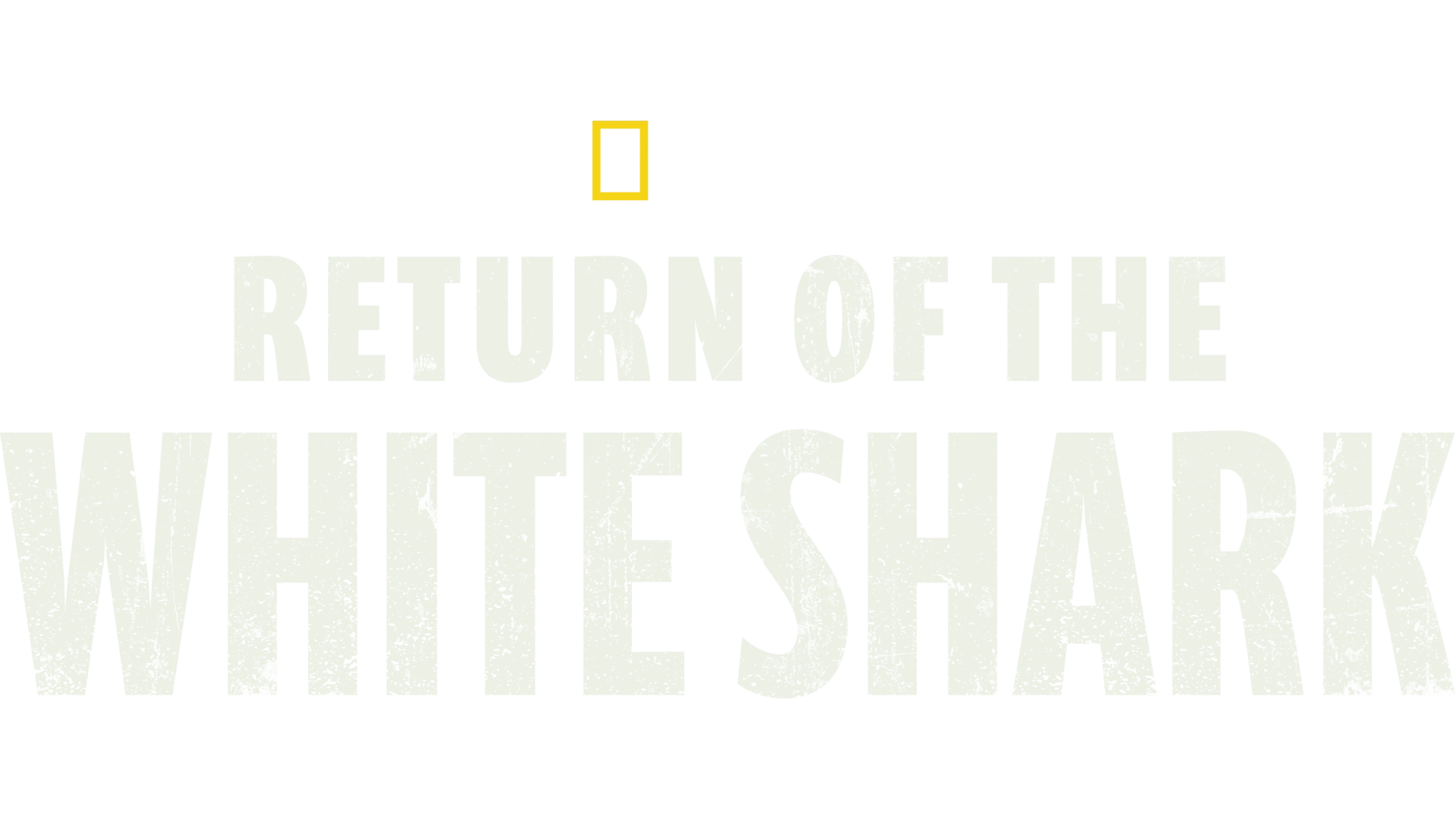 Return of the White Shark