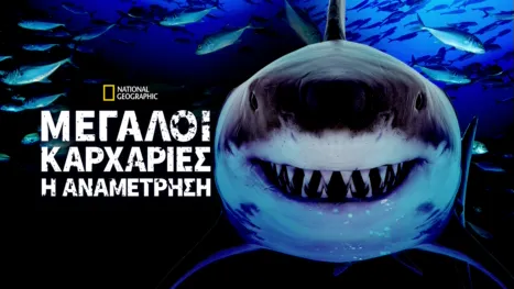 thumbnail - Μεγάλοι Καρχαρίες: Η Αναμέτρηση