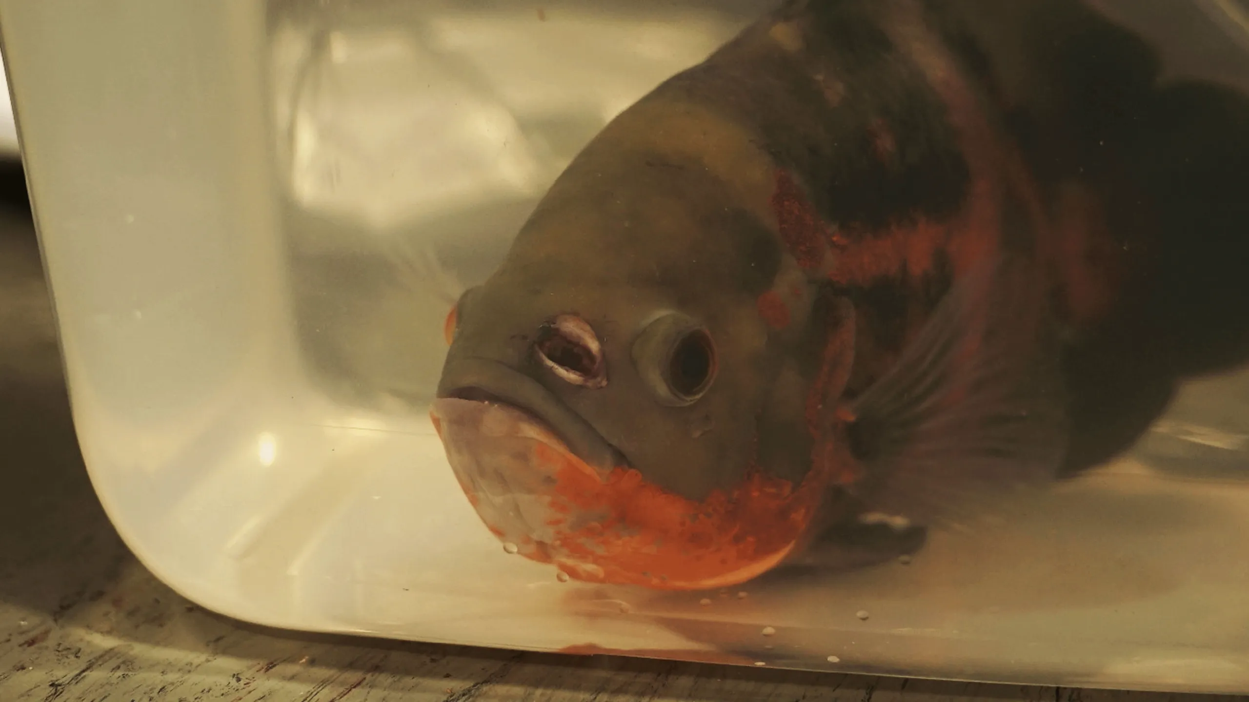 thumbnail - S1:E5 Fishin' Impossible