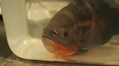 thumbnail - S1:E5 Fishin' Impossible