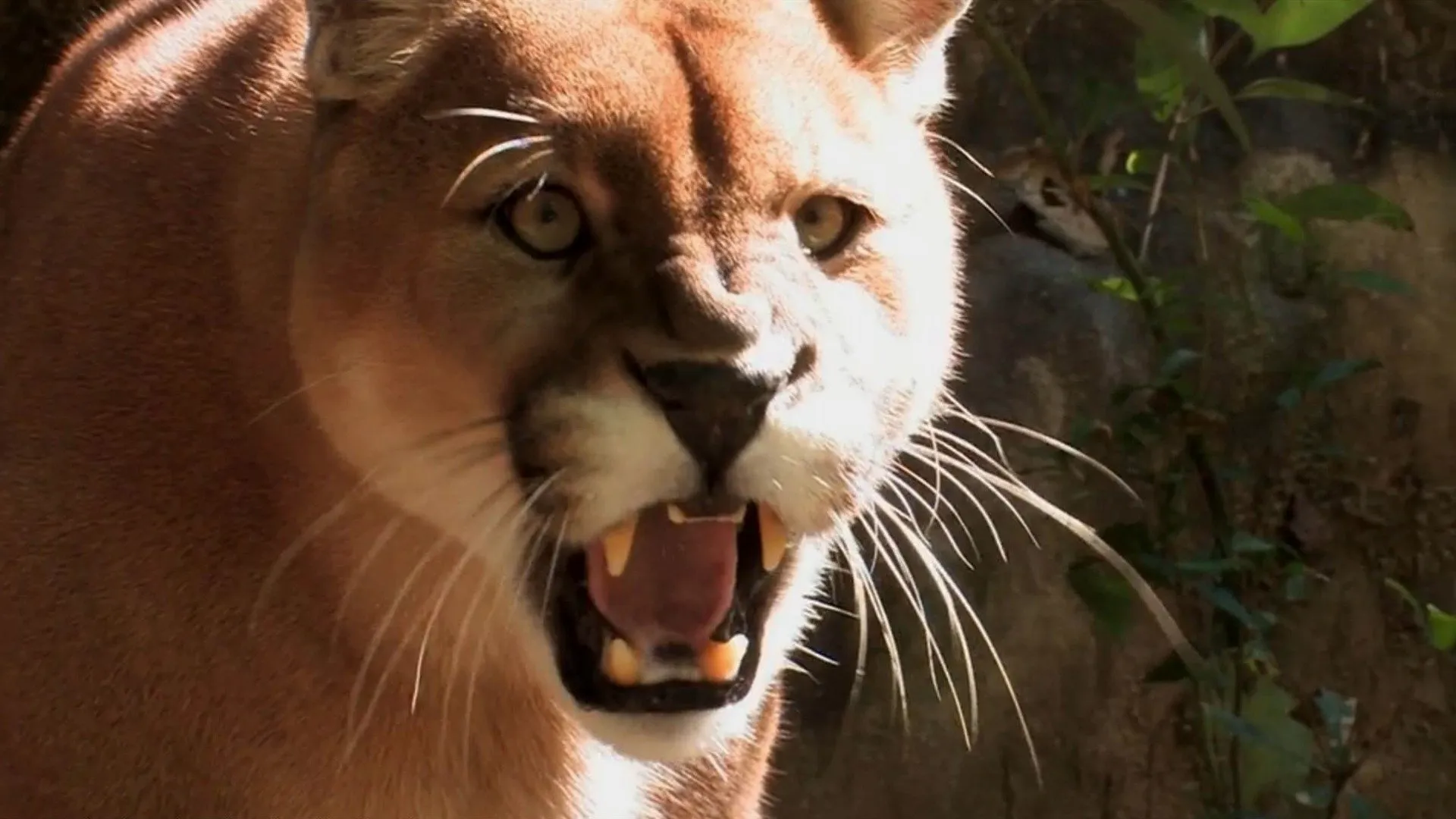thumbnail - M1:Ep7 Lions in the Backyard
