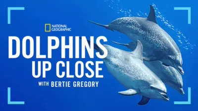 Dolphins Up Close with Bertie Gregory