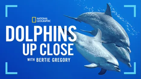 thumbnail - Dolphins Up Close with Bertie Gregory