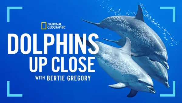 thumbnail - Dolphins Up Close with Bertie Gregory