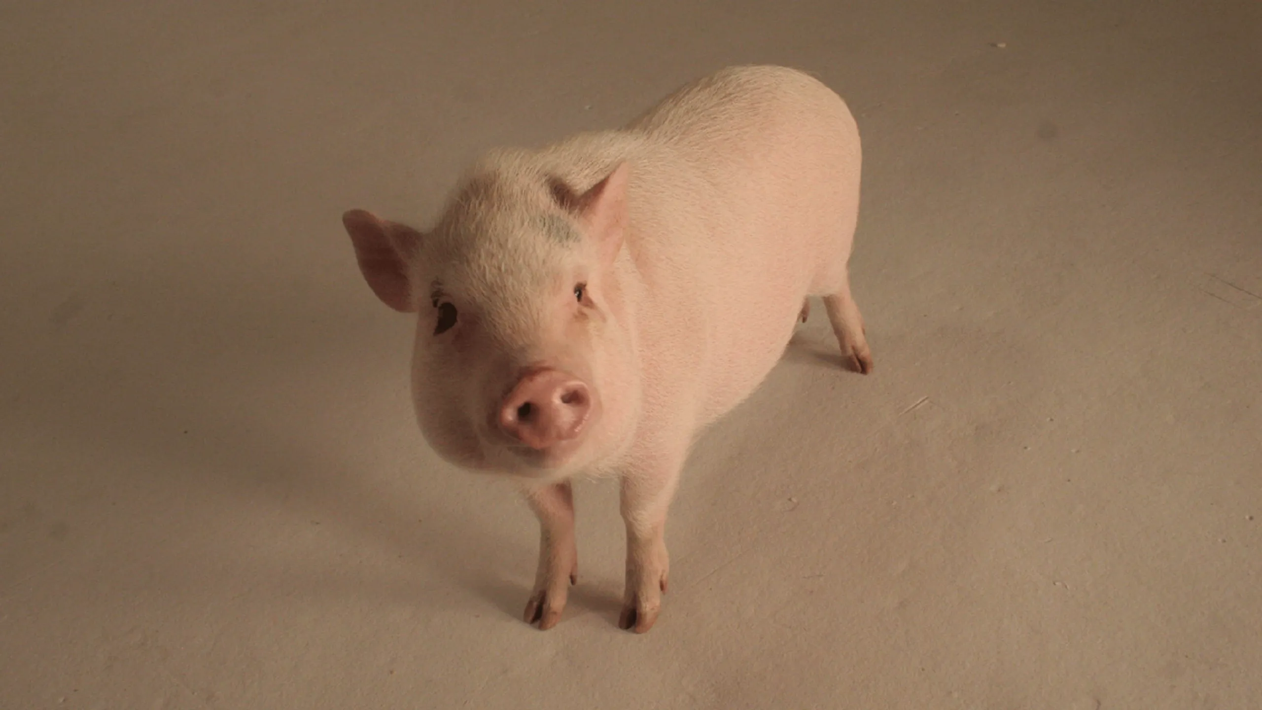 thumbnail - S1:E2 Hog Genius