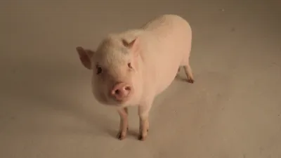 thumbnail - S1:E2 Hog Genius