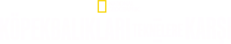 Köpekbalıkları Teknelere Karşı