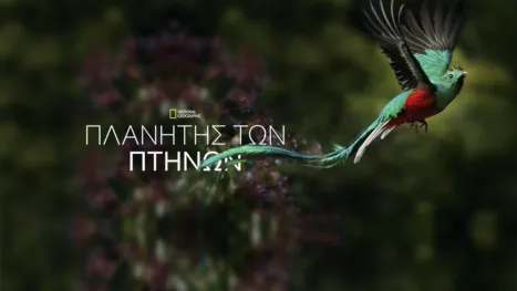 thumbnail - Πλανήτης των Πτηνών