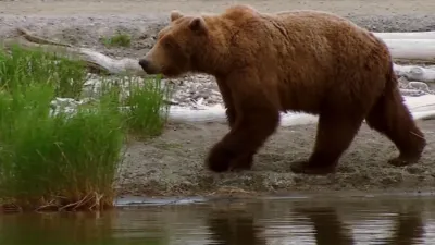 thumbnail - S1:E1 Grizzly Battleground