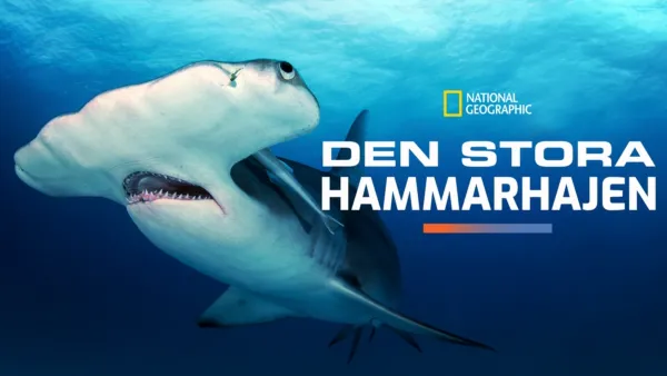 thumbnail - Den stora hammarhajen