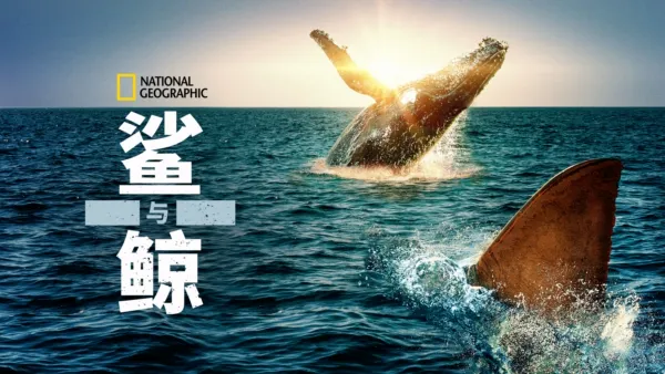 thumbnail - 鲨与鲸