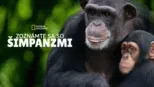 thumbnail - Zoznámte sa so šimpanzmi