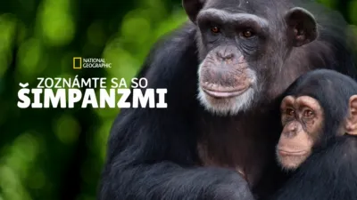 Zoznámte sa so šimpanzmi