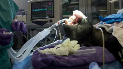 thumbnail - S1：第5話「カンガルー:感染した尻尾」