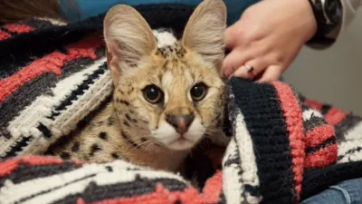 thumbnail - S2:E6 Down the Rabbit Hole