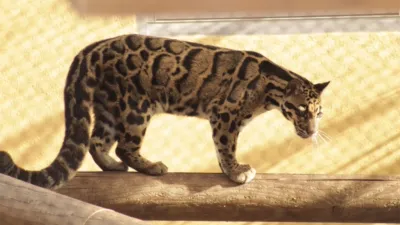 thumbnail - S4:E2 Scent of a Porcupine