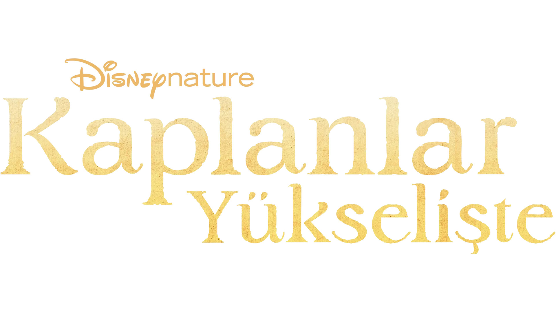 Kaplanlar Yükselişte