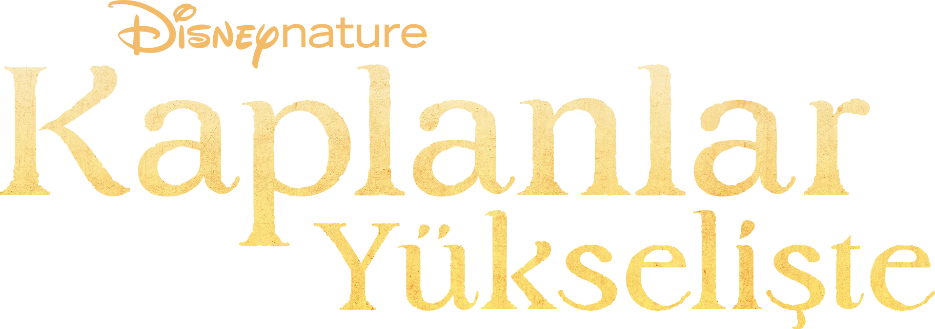 Kaplanlar Yükselişte