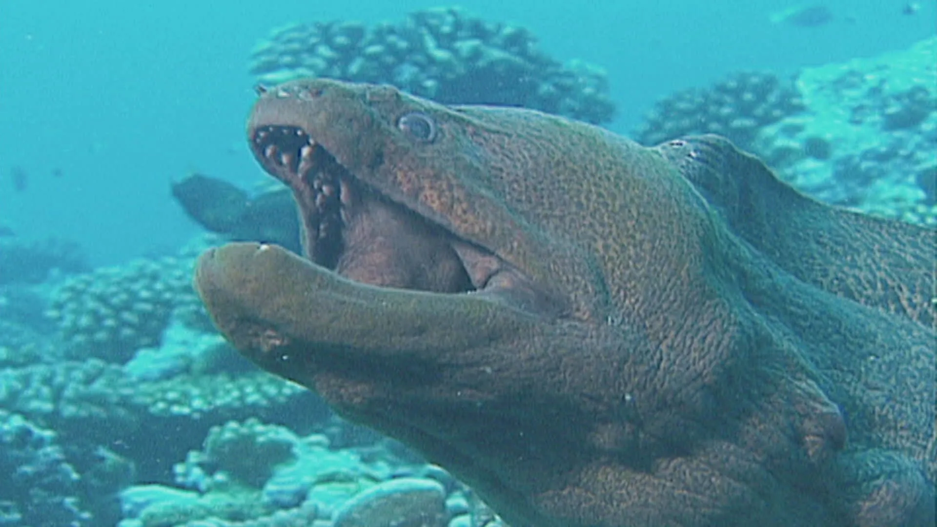 thumbnail - S1:E1 MonsterQuest: Serpentine Creatures