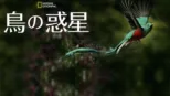 thumbnail - 鳥の惑星