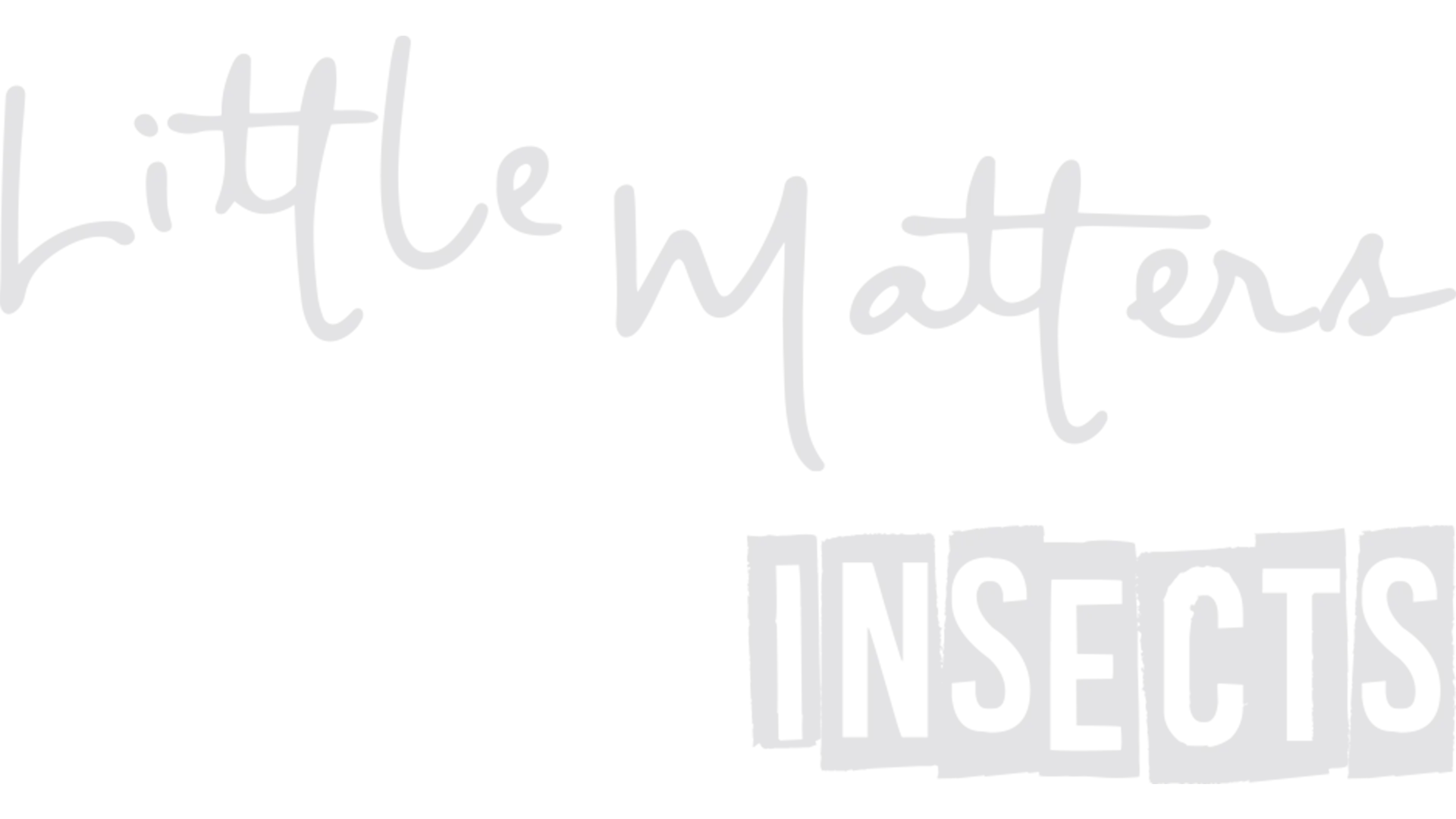 Little Matters: Insects