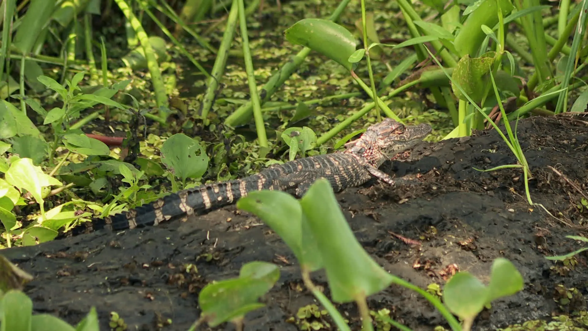 thumbnail - M14:Ep9 Hungry, Hungry Gators