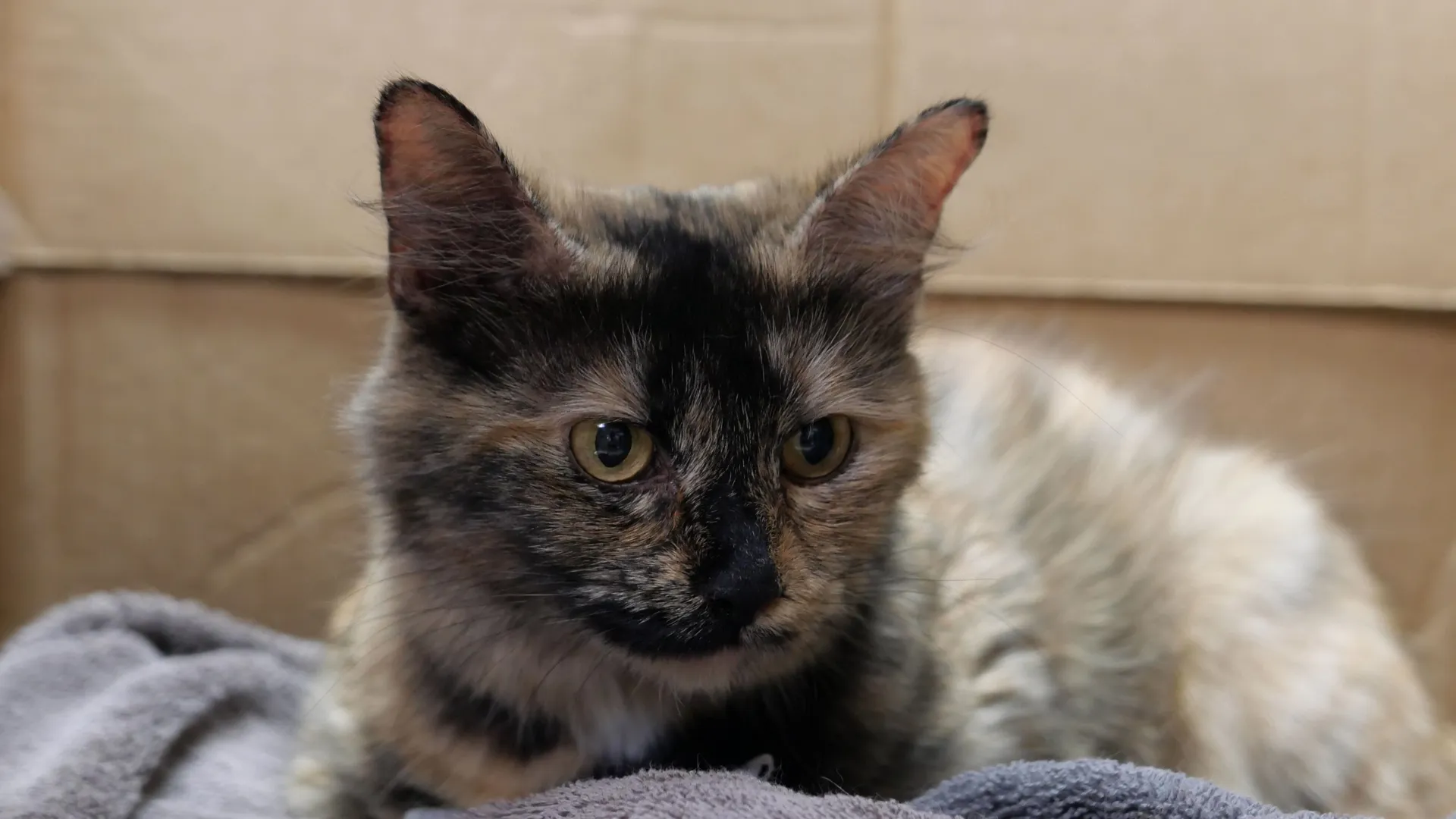 thumbnail - S3:E2 You’ve Gotta Be Kitten Me!