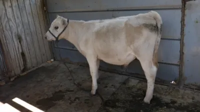 thumbnail - S5:E2 Tongue Not in Cheek