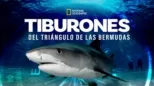 thumbnail - Sharks of The Bermuda Triangle