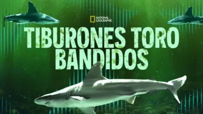 Tiburones toro bandidos