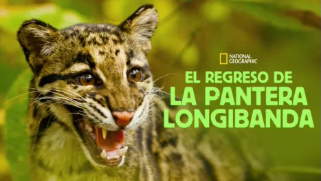 thumbnail - El regreso de la pantera longibanda