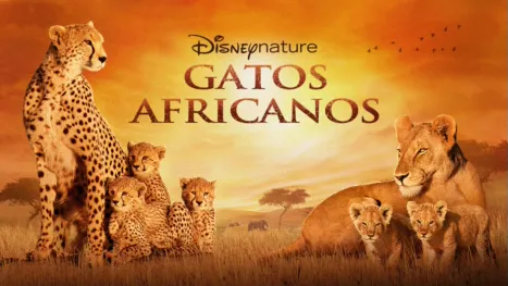 thumbnail - Gatos Africanos