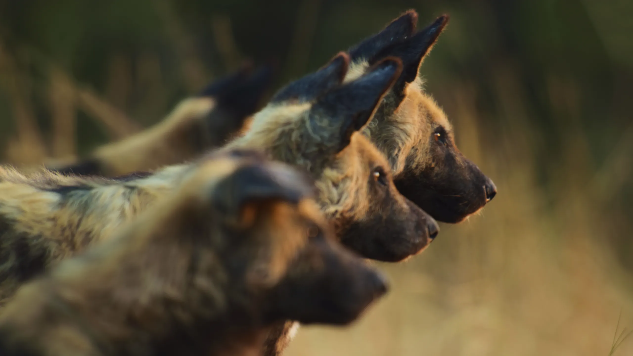 thumbnail - S1:E3 Botswana Wild Dogs