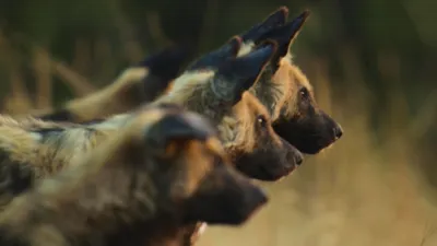 thumbnail - S1:E3 Botswana Wild Dogs
