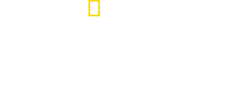 Tubarões à Noite