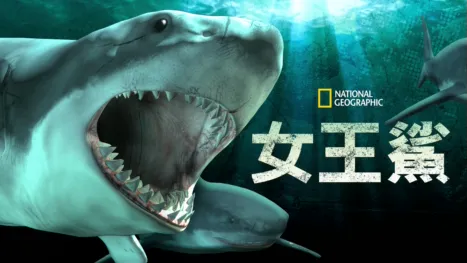 thumbnail - 女王鯊